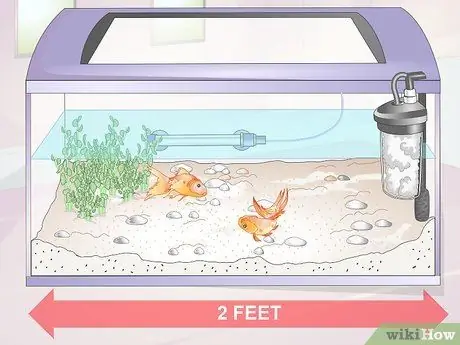 Знакомство Pleco с аквариумом с золотой рыбкой Шаг 4