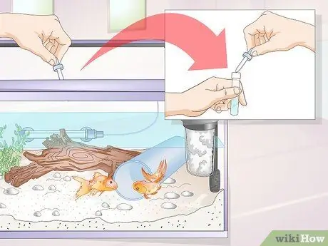 Знакомство Pleco с аквариумом с золотой рыбкой Шаг 7