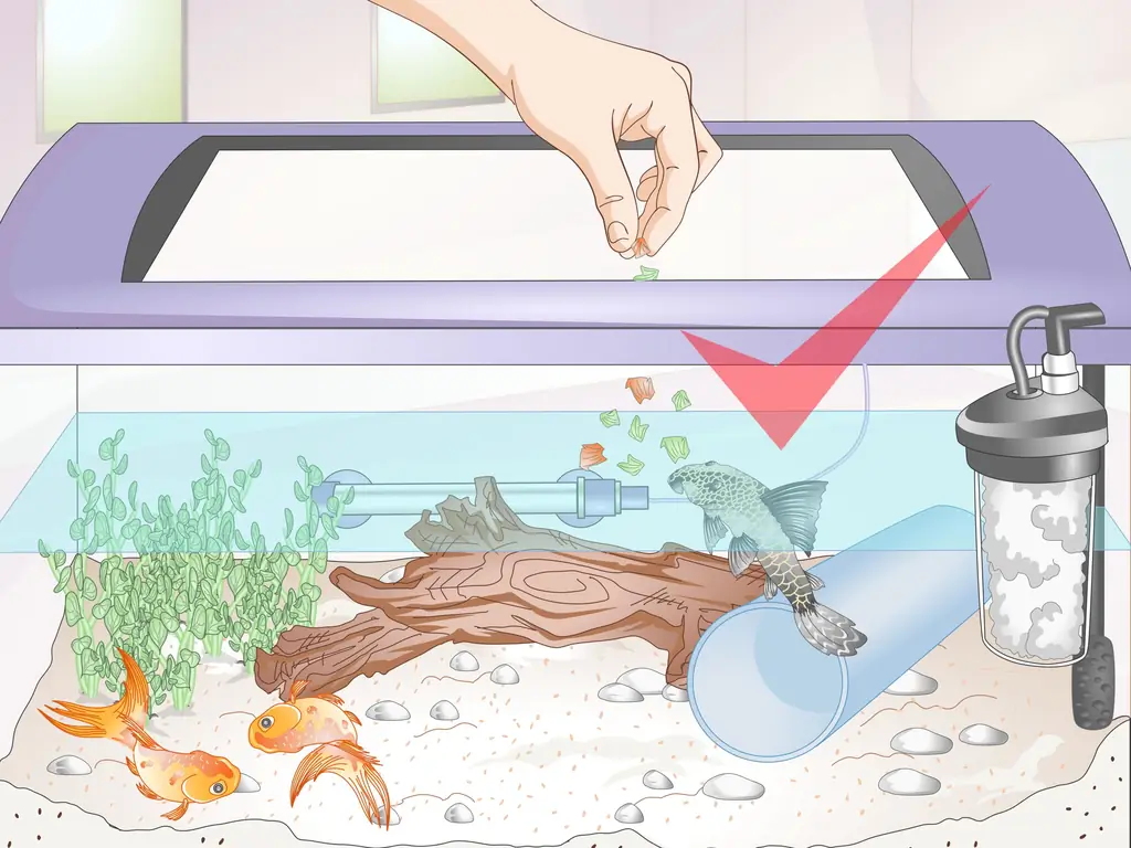 Как ввести Pleco в аквариум с золотой рыбкой: 13 шагов