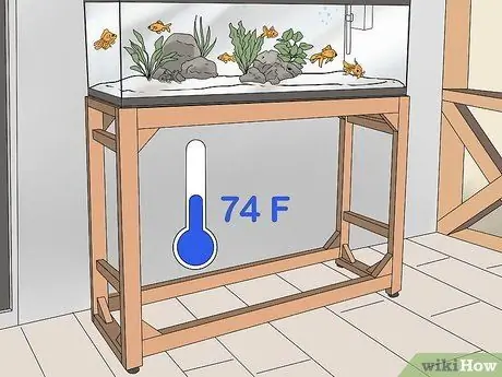 Создайте здоровый аквариум с золотыми рыбками Шаг 10