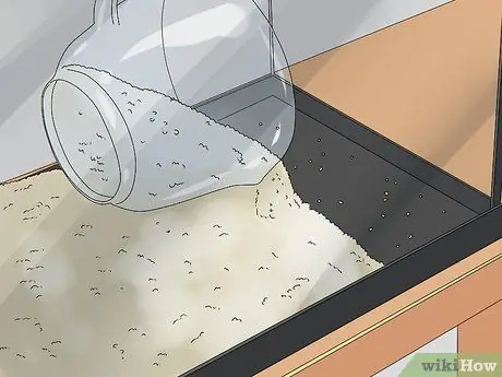 Создайте здоровый аквариум с золотыми рыбками Шаг 5