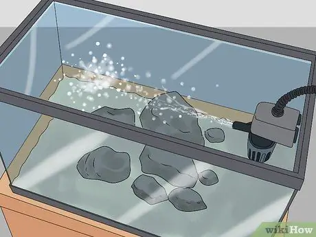 Создайте здоровый аквариум с золотыми рыбками Шаг 9