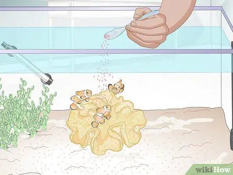 Накормить коралл, шаг 4