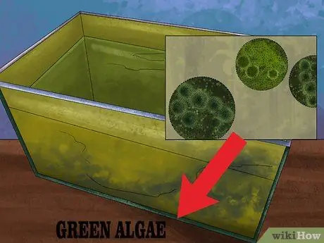 Начать культивирование дафний Шаг 11