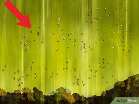 Запуск культур дафний Шаг 14