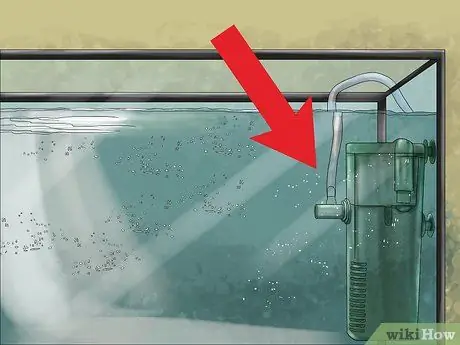 Запуск культур дафний Шаг 03