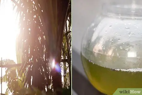 Культура Greenwater Шаг 2