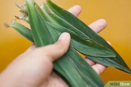 Культура Greenwater Шаг 3