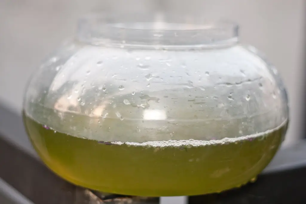 Как вырастить Greenwater: 11 шагов (с иллюстрациями)