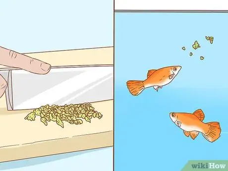 Приготовьте овощи для Молли Шаг 4