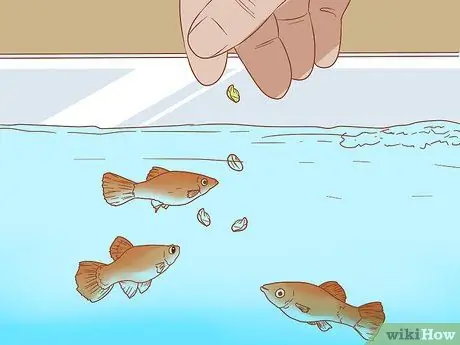 Приготовьте овощи для Молли Шаг 6