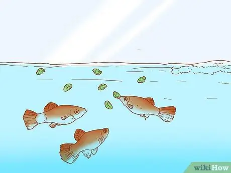 Приготовьте овощи для Молли Шаг 8