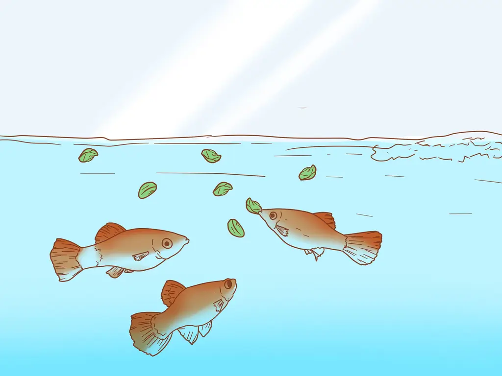 Как приготовить овощи для Молли: 8 шагов (с иллюстрациями)