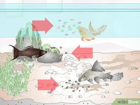Покормить тропических рыб, шаг 1