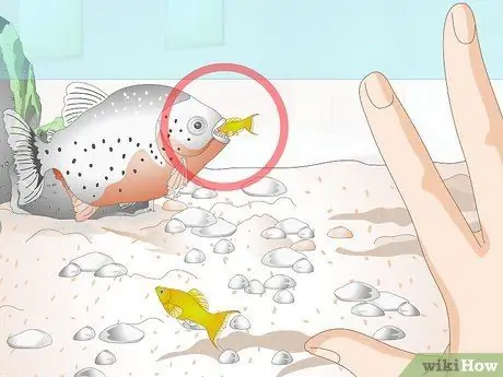 Покормить тропических рыб, шаг 2