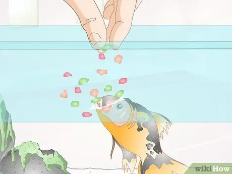 Покормить тропических рыб, шаг 4