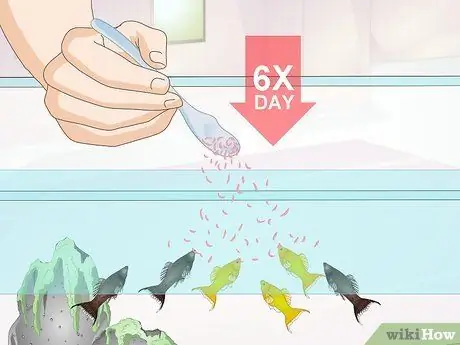 Покормить тропических рыб, шаг 9