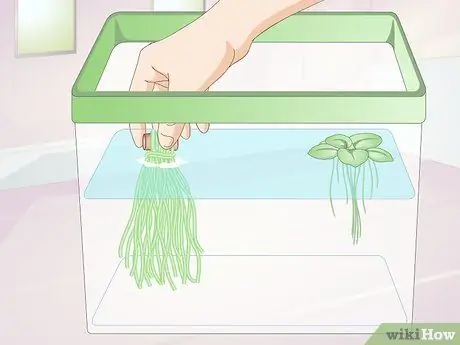 Позаботьтесь о маленьких плоских рыбках Шаг 4