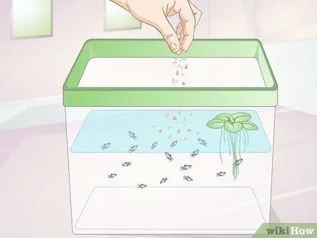 Позаботьтесь о маленькой плоской рыбке, шаг 7