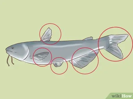 Держи сома Шаг 1