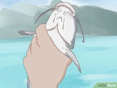 Держи сома Шаг 2