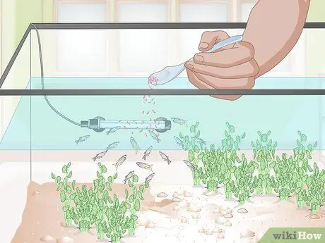 Позаботьтесь о Молли Фрай Шаг 11