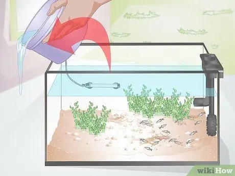 Позаботьтесь о Молли Фрай Шаг 12