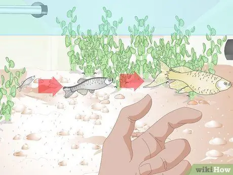 Позаботьтесь о Молли Фрай Шаг 13