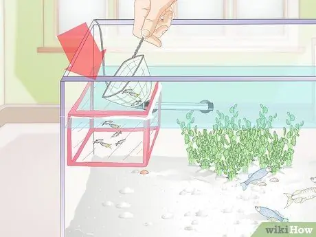 Позаботьтесь о Молли Фрай Шаг 15