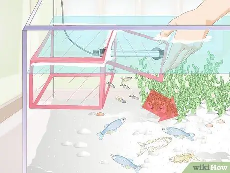 Позаботьтесь о Молли Фрай, шаг 16