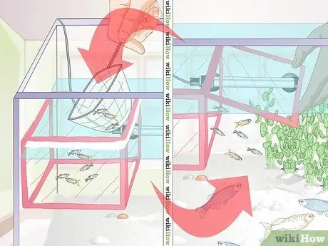 Позаботьтесь о Молли Фрай, шаг 17