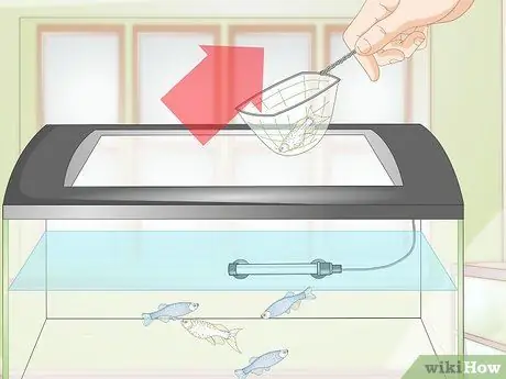 Позаботьтесь о Молли Фрай Шаг 6