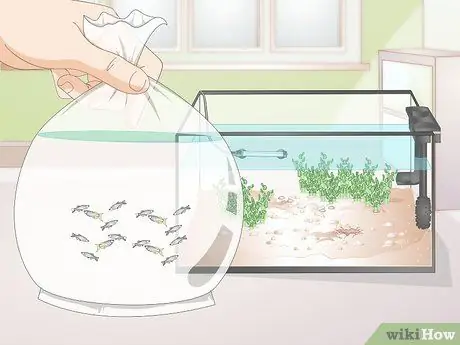 Позаботьтесь о Молли Фрай Шаг 7