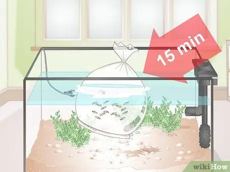 Позаботьтесь о Молли Фрай Шаг 8