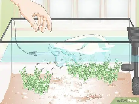 Позаботьтесь о Молли Фрай Шаг 9