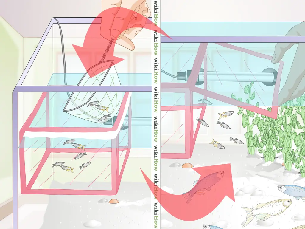 Как позаботиться о Молли Фрай (с иллюстрациями)