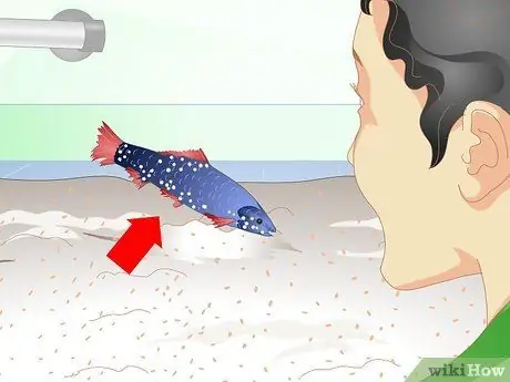 Уход за радужной акулой Шаг 11