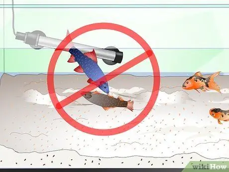 Уход за радужной акулой Шаг 14