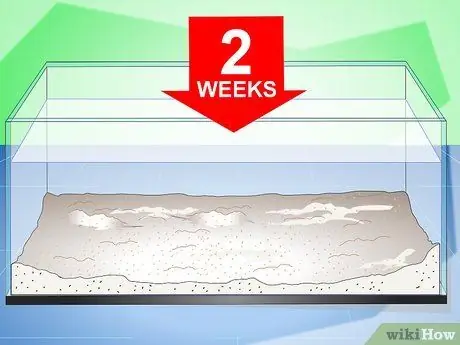 Уход за радужной акулой Шаг 6