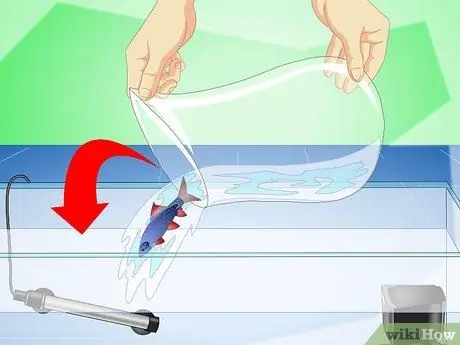 Уход за радужной акулой Шаг 8