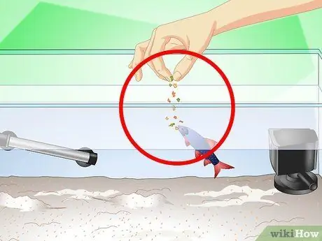 Уход за радужной акулой Шаг 9