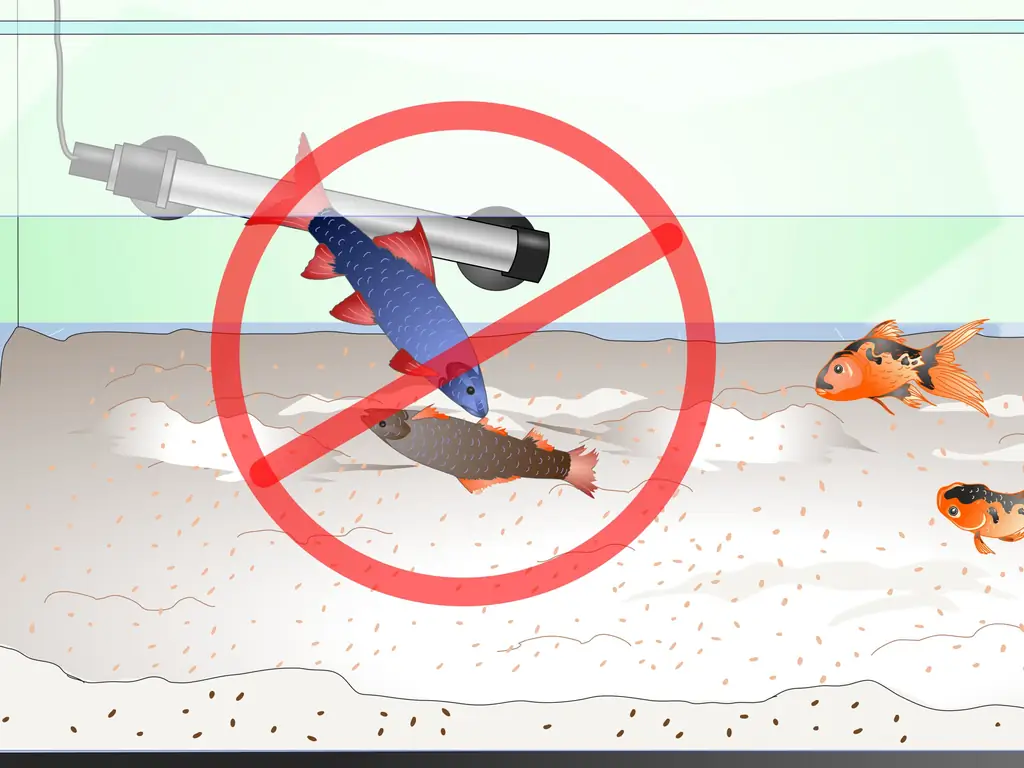 Как ухаживать за радужной акулой: 14 шагов (с иллюстрациями)