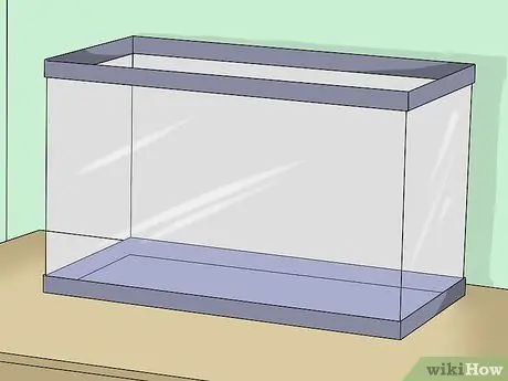 Уход за зеброй Даниос Шаг 1