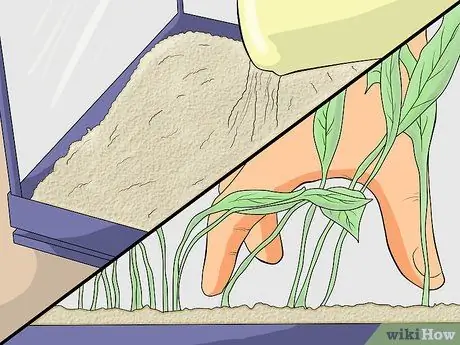 Уход за зеброй Даниос Шаг 2