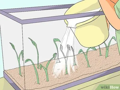 Уход за зеброй Даниос Шаг 3