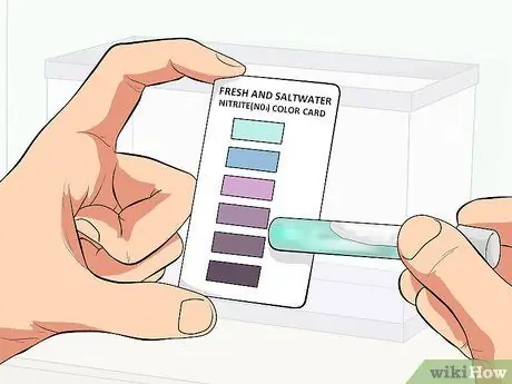 Уход за зеброй Даниос Шаг 5