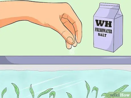 Уход за зеброй Даниос Шаг 6