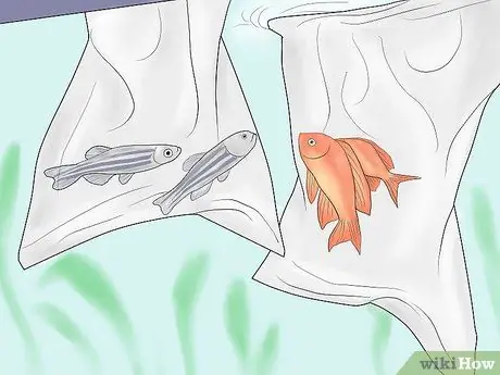 Уход за зеброй Даниос Шаг 7