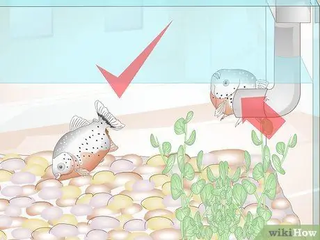 Уход за пираньями Шаг 10