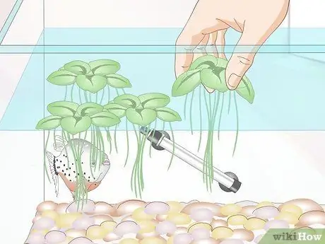 Уход за пираньями Шаг 4